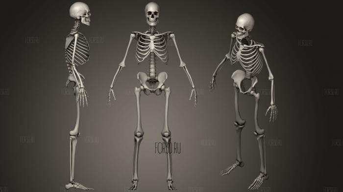 Скелет PBR 2020